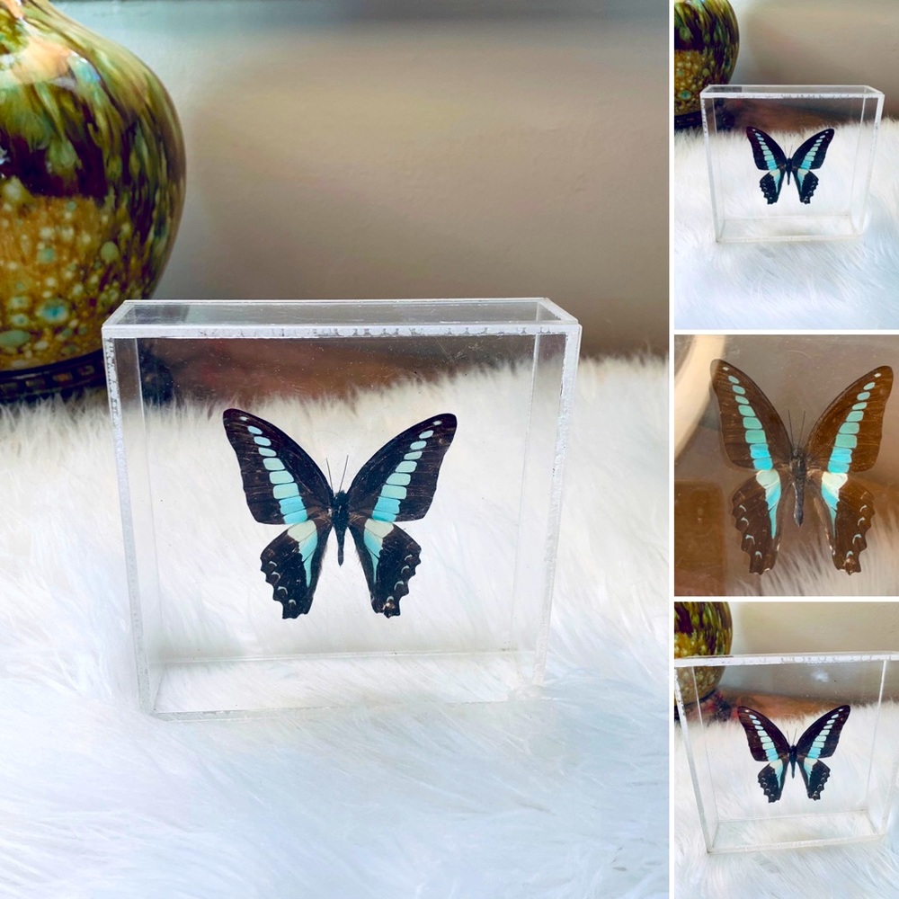 🦋2/$10 3/$15 4/$18 5/$20 Vintage Butterfly Taxidermy Acrylic Box